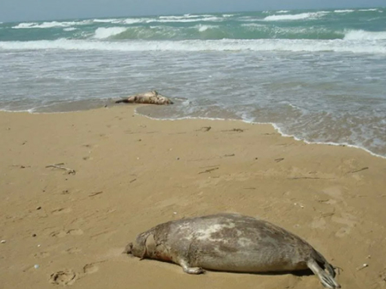 На берегу Каспийского моря найдено 17 мёртвых тюленей